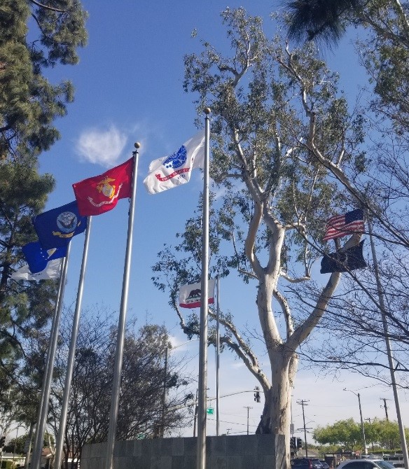 City tree behind flags