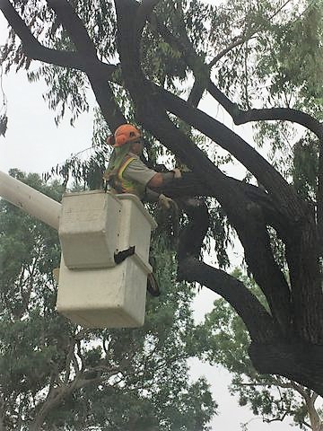 tree trimming Basket