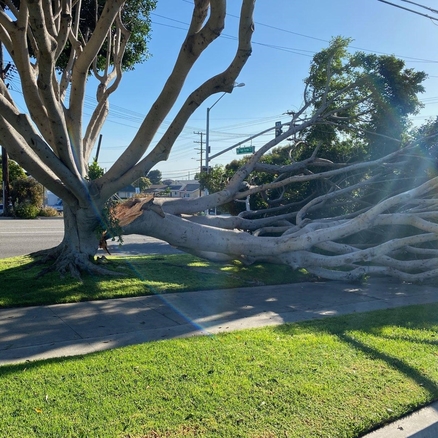 Damaged Tree