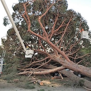 Wind and Storm Tree