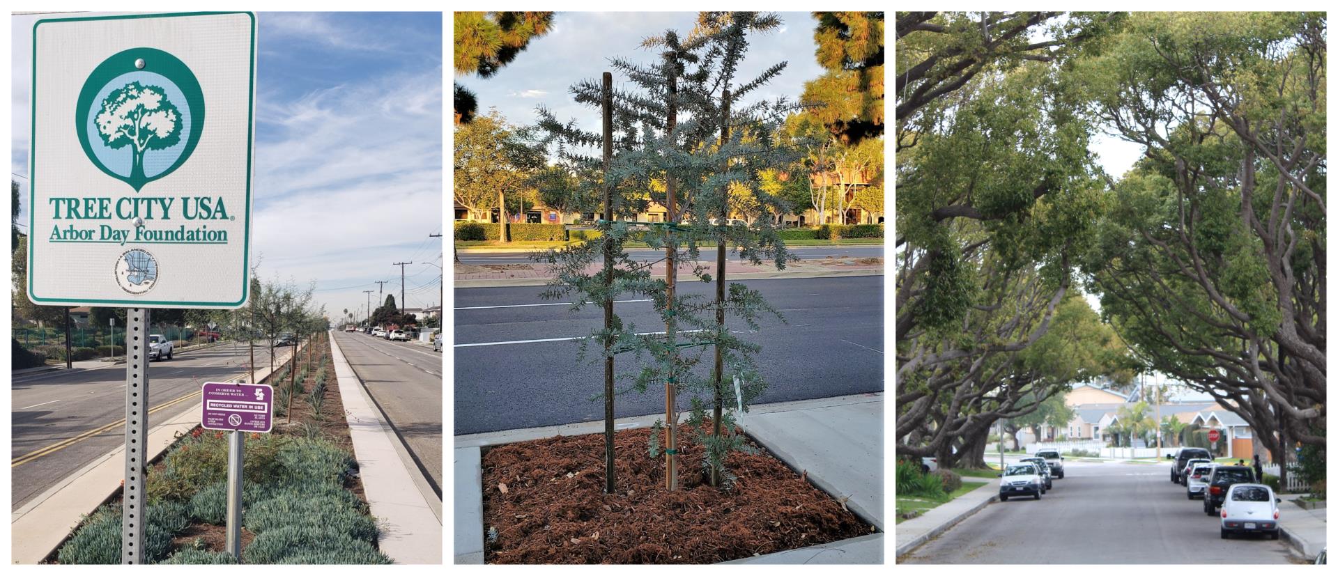 Tree Planting Collage showing tree city USA sign, a planted median tree, and beautiful canopy of trees