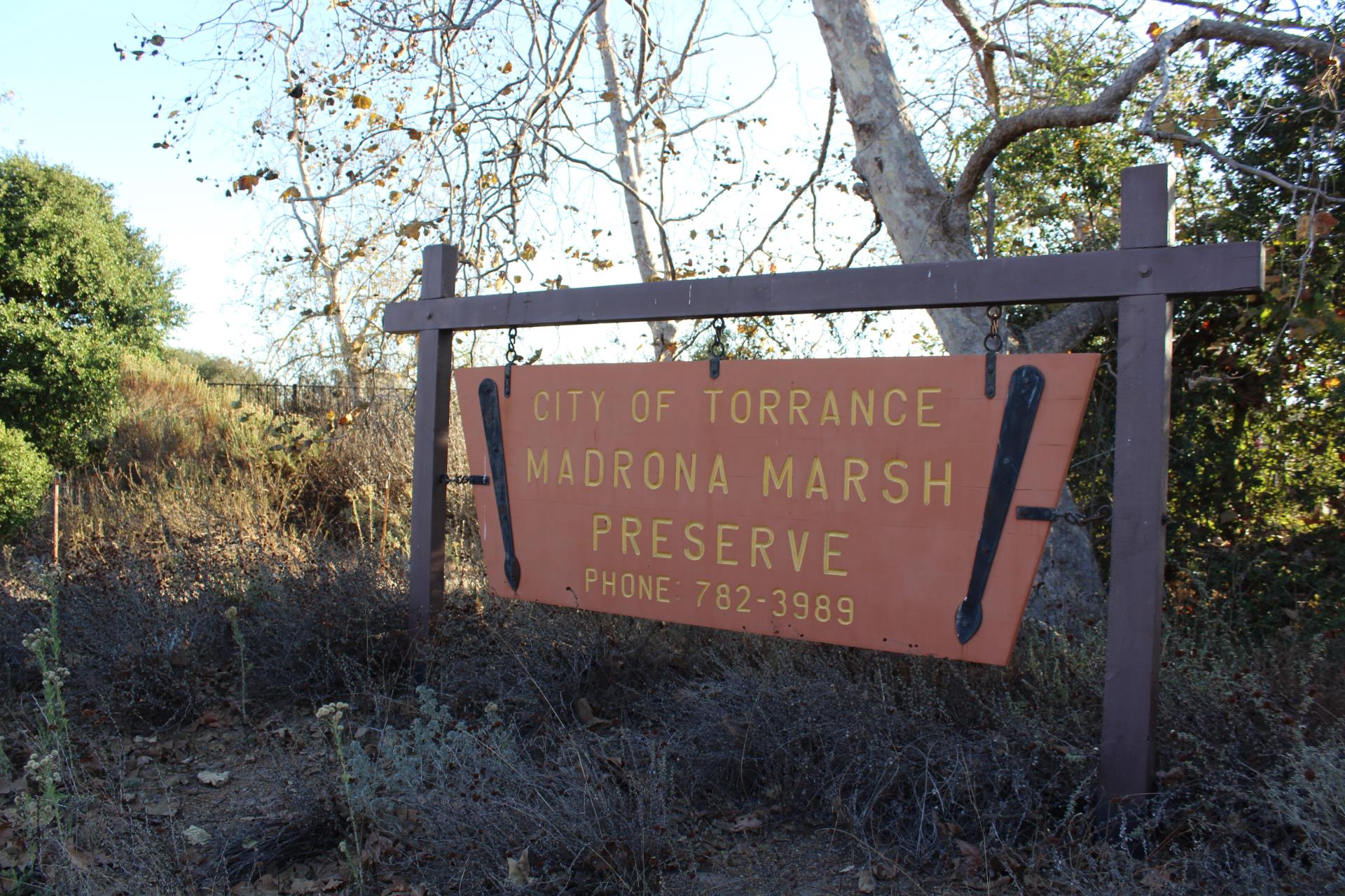 Madrona Marsh