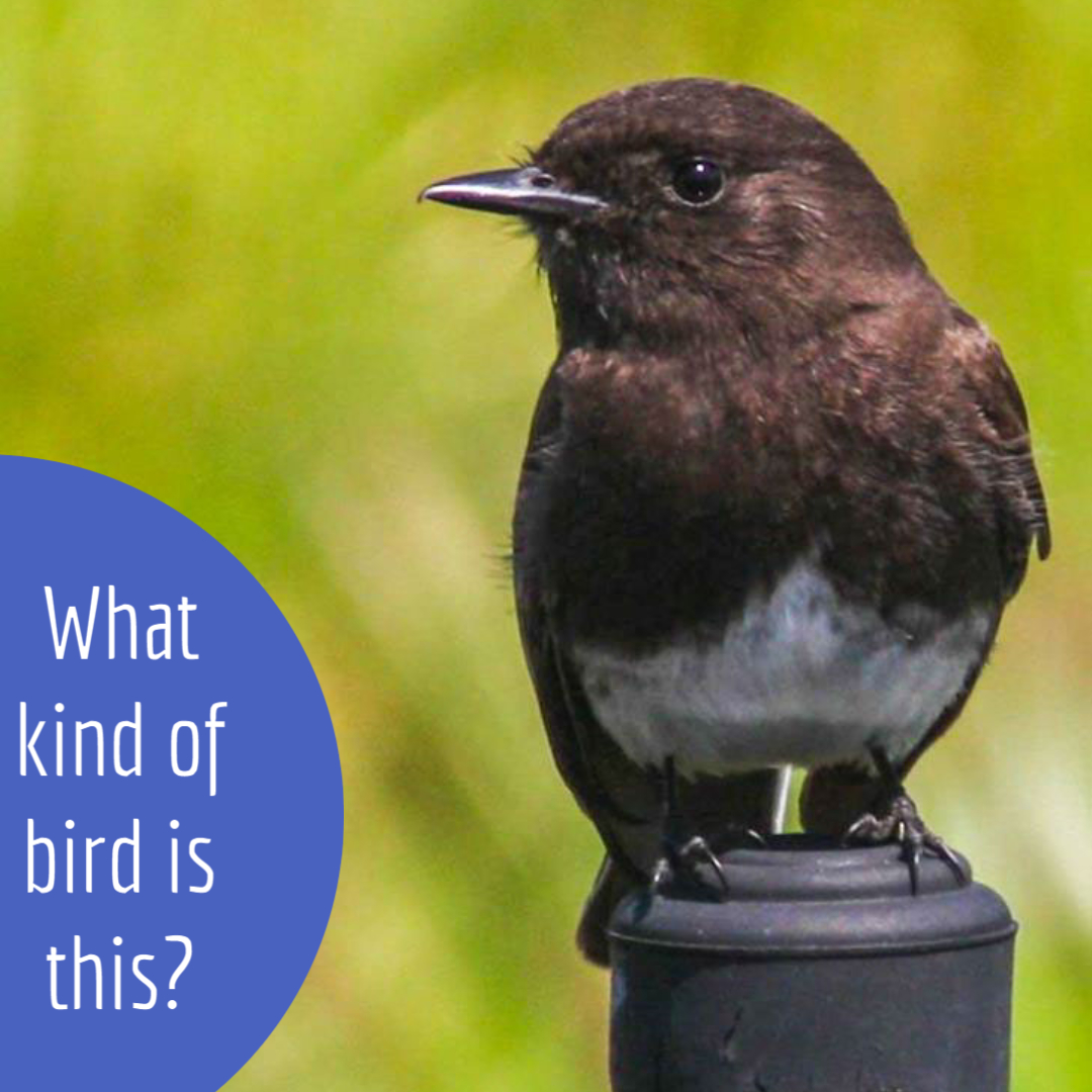 Bird Watch at Madrona Marsh final