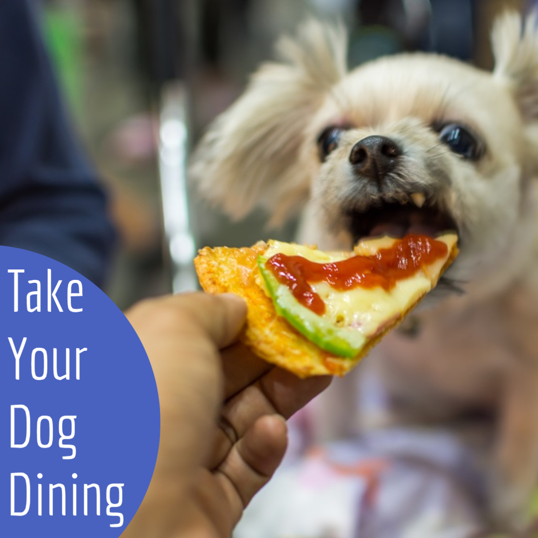 29. Take your dog to lunch at Lazy Dog