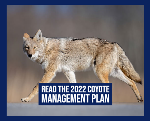 Coyote Management Plan 2022