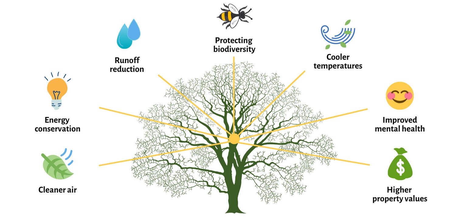 BENEFITS OF TREES