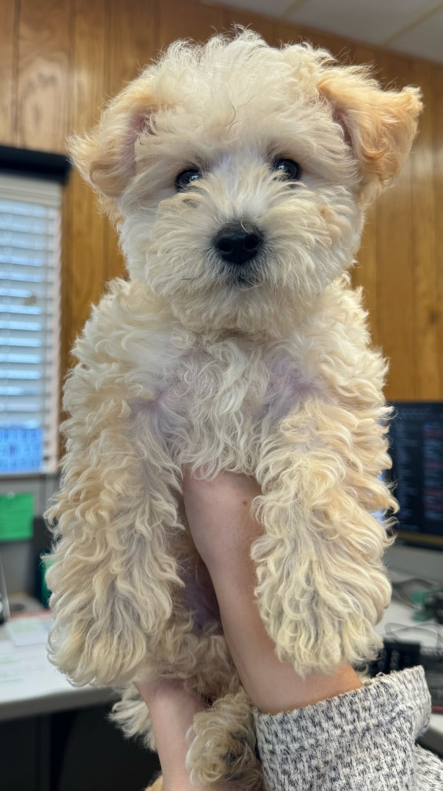 male tan white poodle