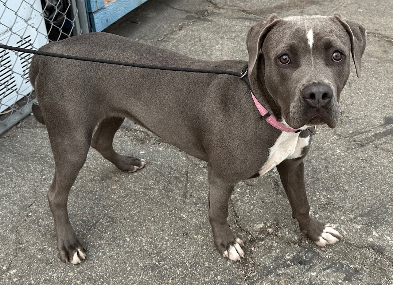 Image of a dark grey colored dog with white under belly