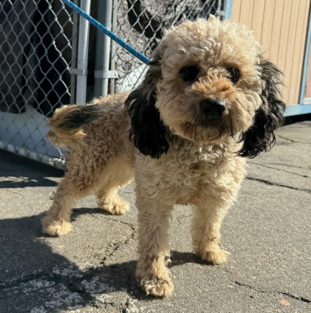 Image of a white poodle