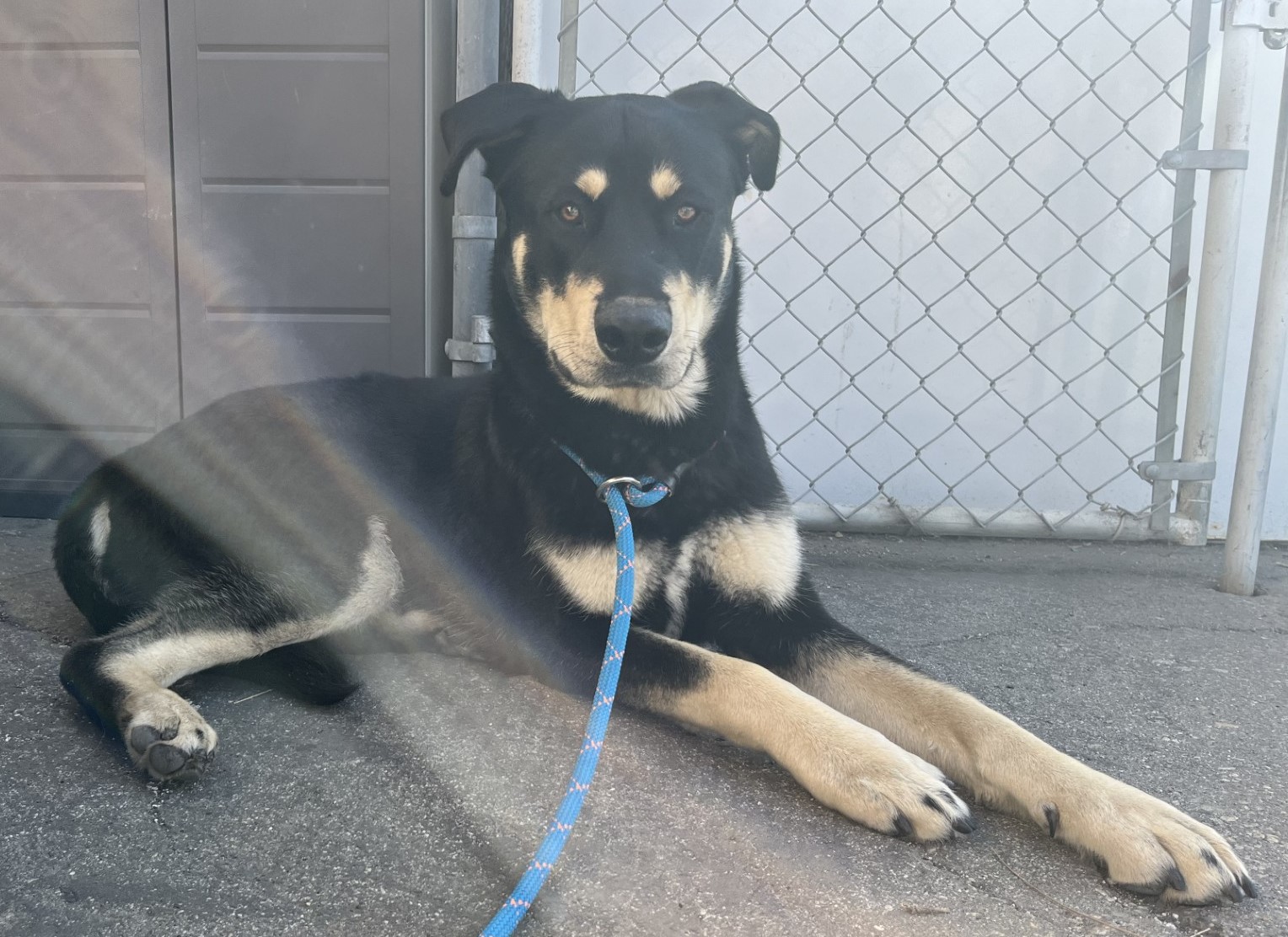 Image of a Male black/tan large mixed breed dog