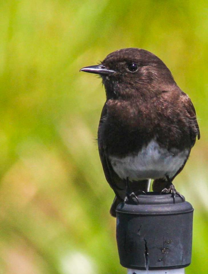 Black Phoebe