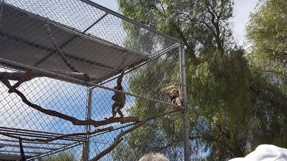 Gibbons Garden Monkeys in a cage