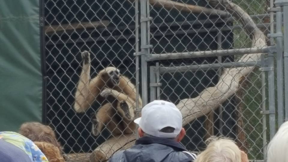 Gibbons Gardens Monkey in a cage