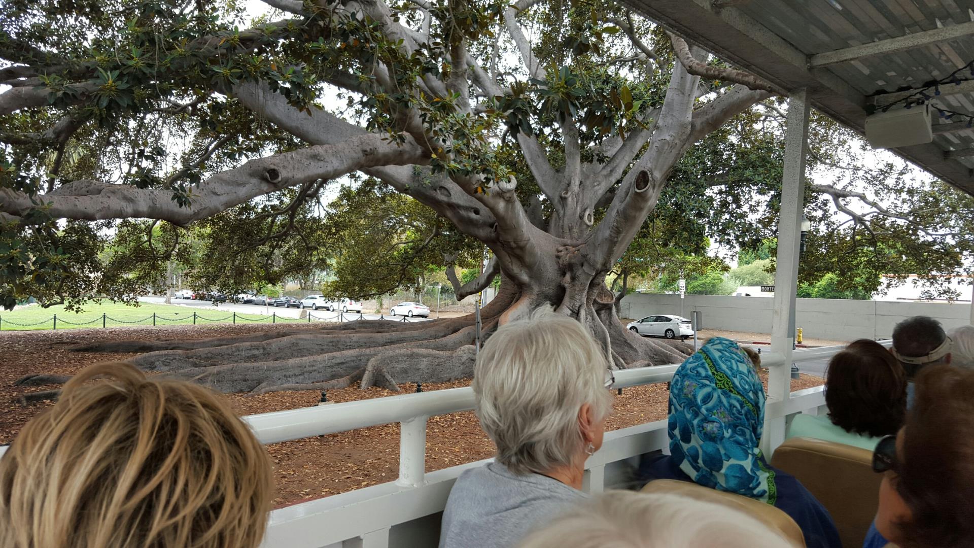 Santa Barbara Oldest Tree