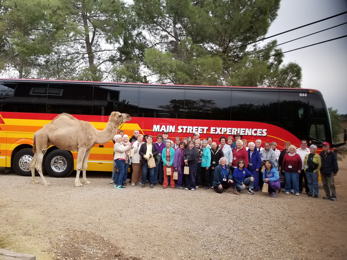 Seniors in front of a Bus with a Camel