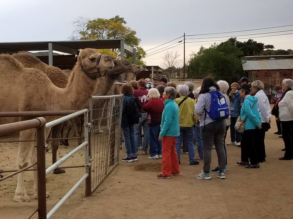 Seniors and Camels